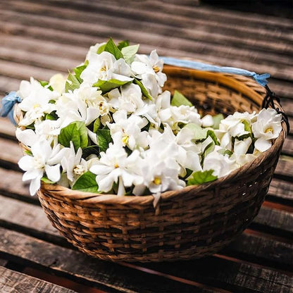 LAST DAY Promotion 49% OFF 🌸 Jasmine Potted Plant