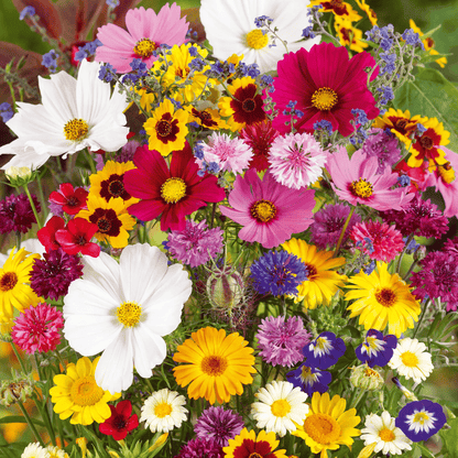 🔥Last day clearance💝Mixed Perennial Flowers Seeds-Over 50 kinds mixed