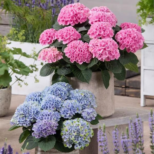 💥Artificial Hydrangea Flowers💐