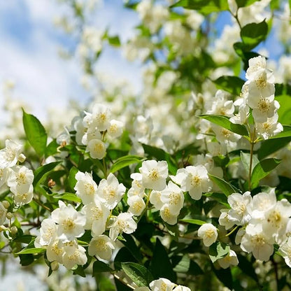 🔥Hot Sale Promotion 49% OFF 🌸 Jasmine Potted Plant