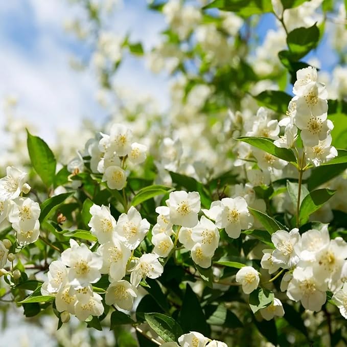 LAST DAY Promotion 49% OFF 🌸 Jasmine Potted Plant