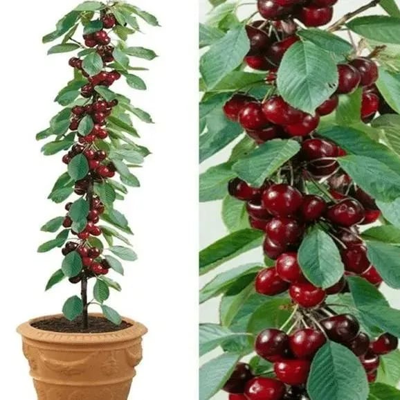 🍒Rainier Cherry Fruit Seeds