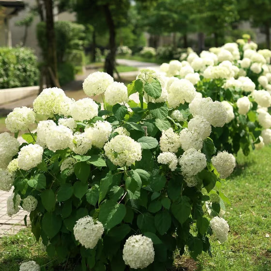 💥Artificial Hydrangea Flowers💐